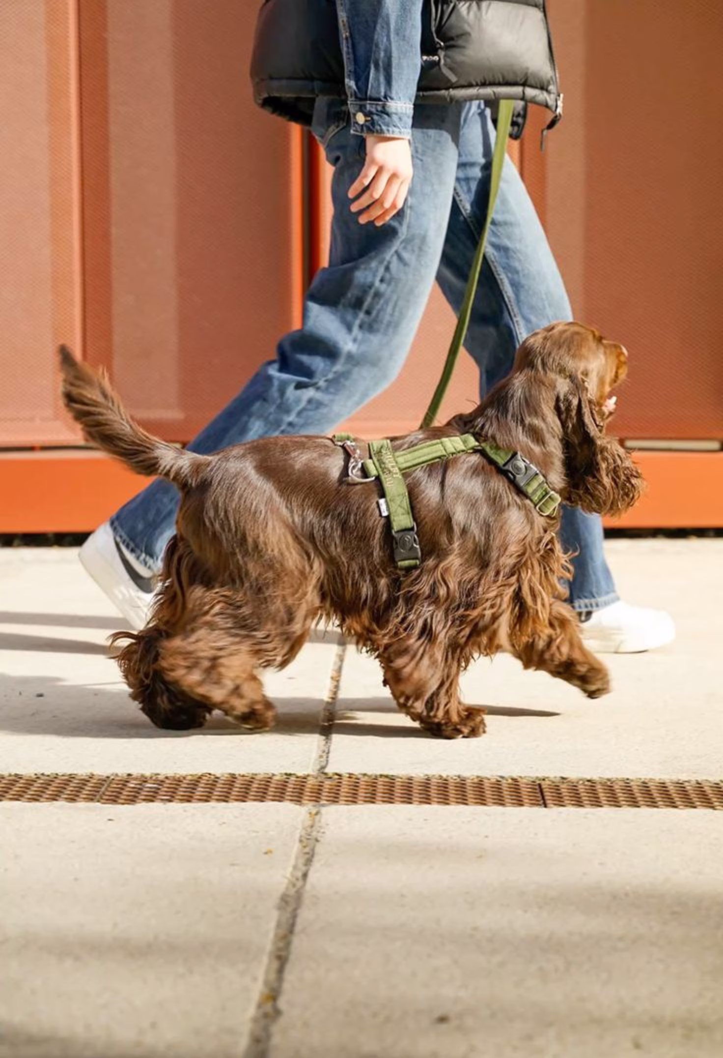 Hundpassning i Stockholm